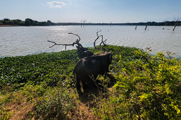 Sigiriya, Dambulla, 2 day tour with Minneriya safari