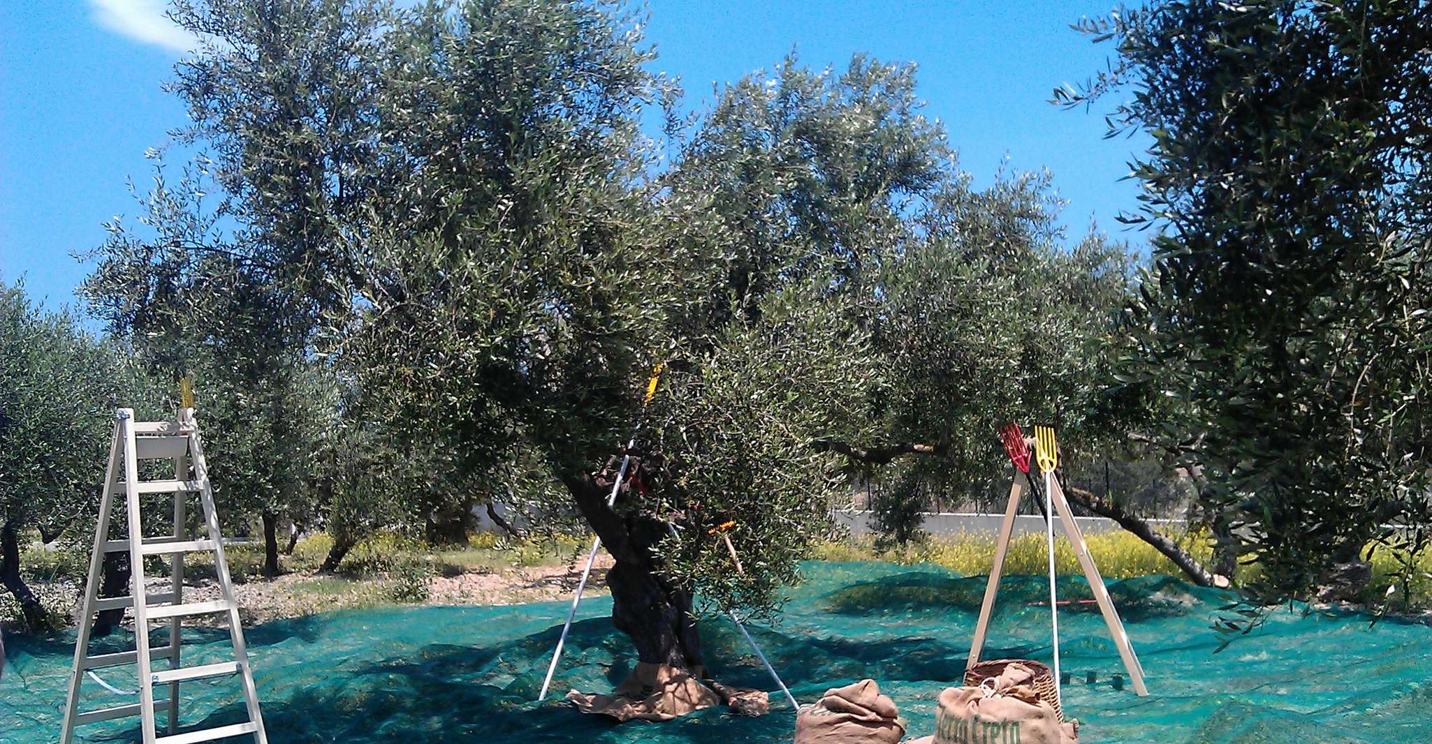 Terre Creeta 橄榄油经验之旅 - Hizvo