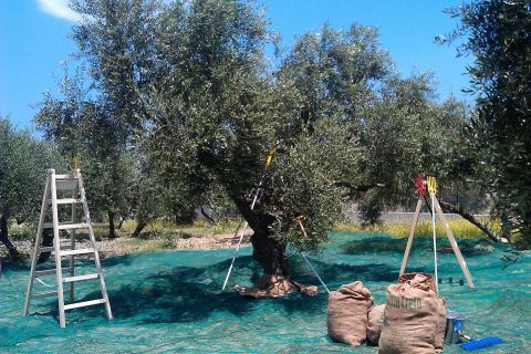 The Terra Creta Olive Oil Experience Tour
