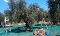 Visite d'expérience de l'huile d'olive Terra Creta - Hizvo