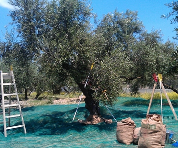 The Terra Creta Olive Oil Experience Tour
