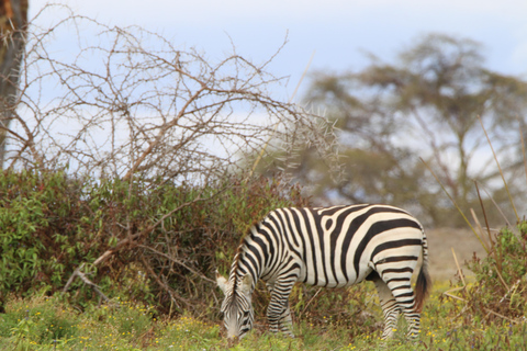 7 giorni di safari urbano e nella savana in Kenya