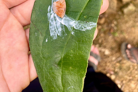 Colombo: Tour delle piantagioni di tè e delle tenute di gomma con pranzo