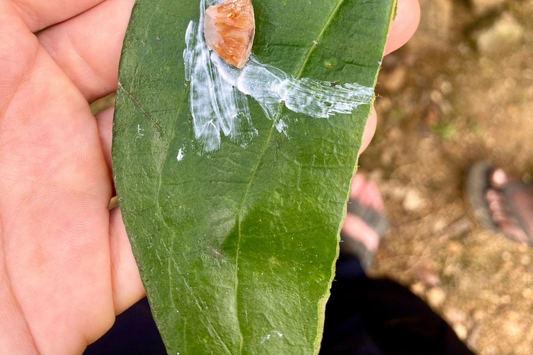 Colombo: Tour delle piantagioni di tè e delle tenute di gomma con pranzo
