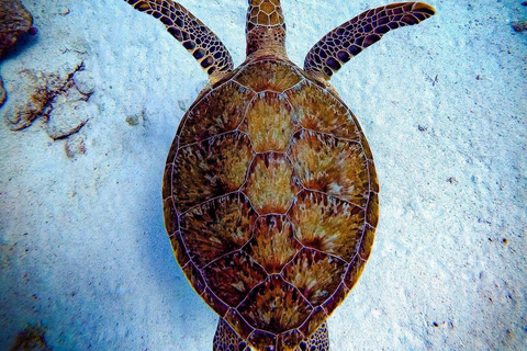 Private Turtle Snorkel Tour in Aruba + Professional video