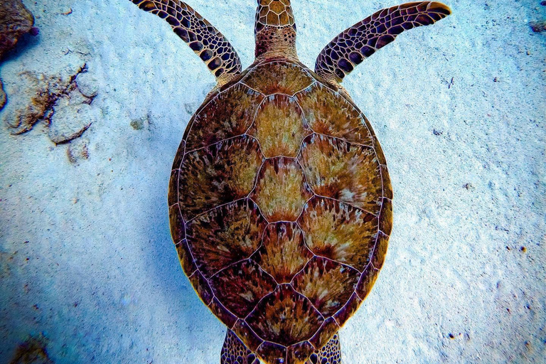 Private Turtle Snorkel Tour in Aruba + Professional video