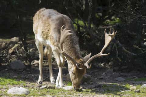 Is Cannoneris Nature Reserve Walking and Jeep Tour