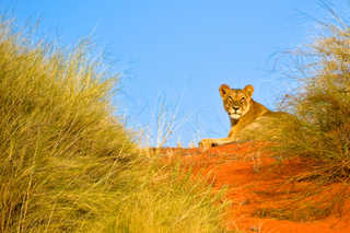 Parc d'iSimangaliso: Excursions à la journée depuis Durban