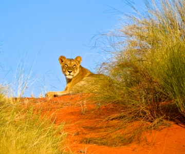 Durban: Hluhluwe Imfolozi Safari & iSimangaliso Tour