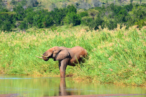 Hluhluwe-Imfolozi &amp; Emdoneni Wild Cat Project Tour