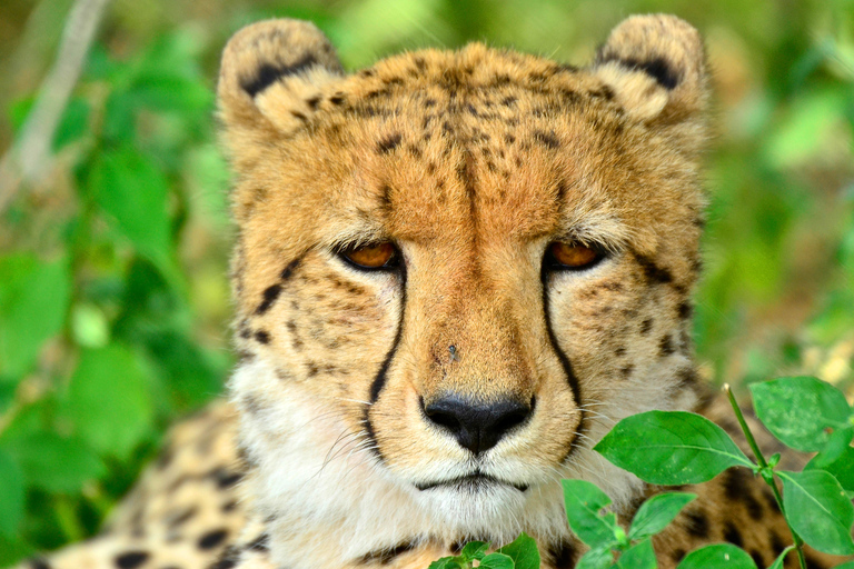 Visite du projet Hluhluwe-Imfolozi & Emdoneni Wild CatVisite du projet de chat sauvage Hluhluwe-Imfolozi et Emdoneni