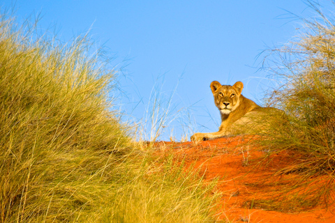 Hluhluwe-Imfolozi & Emdoneni Wild Cat Project Tour