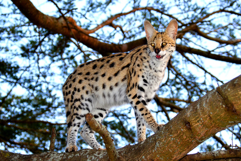 Visite du projet Hluhluwe-Imfolozi & Emdoneni Wild CatVisite du projet de chat sauvage Hluhluwe-Imfolozi et Emdoneni