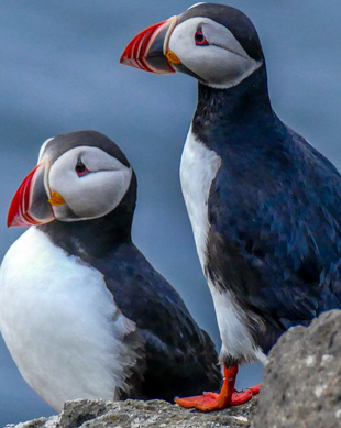 Grundarfjörður Puffin Tour - Book Online at Civitatis.com