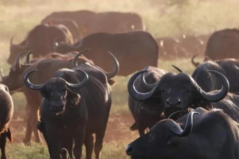 3-tägige Mikumi-Nationalpark-Sansibar-Safari mit Flügen