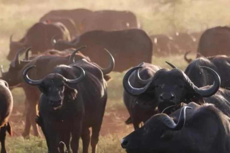 3-tägige Mikumi-Nationalpark-Sansibar-Safari mit Flügen