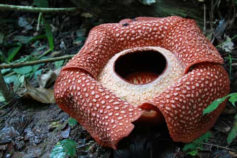 kinabalu park and poring hot spring tour