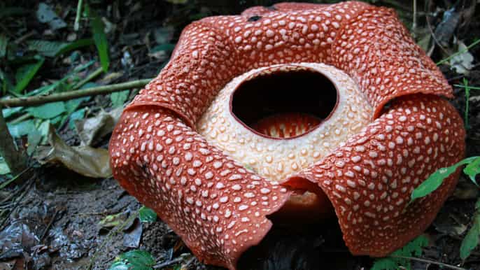 kinabalu park and poring hot spring tour
