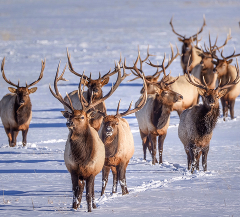 Safaris & wildlife activities