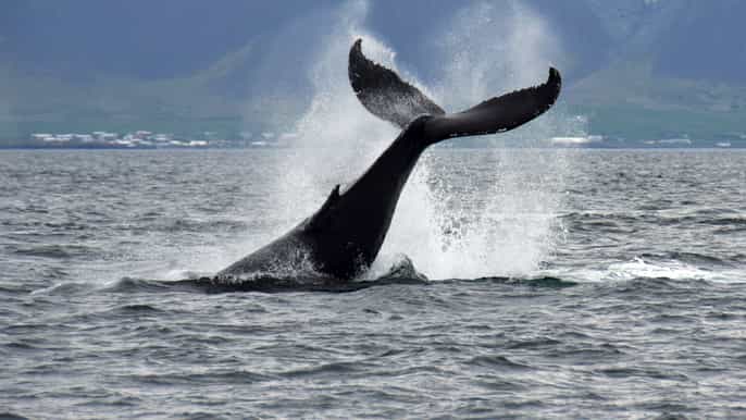 whale watching tour from reykjavik