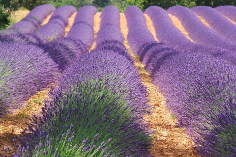 Excursion privée d'une journée en Provence et dans les champs de lavandeDepuis Nice : journée en Provence