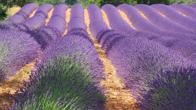 from nice day trip to provence and lavender fields