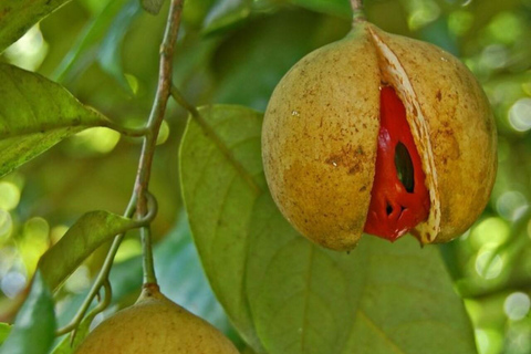 Zanzibar: Privat kryddodlingstur med lokal guide.Det här alternativet inkluderar upphämtning från hotell i Stone Town.