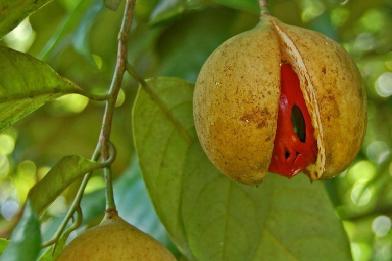 Zanzibar: Privat kryddodlingstur med lokal guide.Det här alternativet inkluderar upphämtning från hotell i Stone Town.