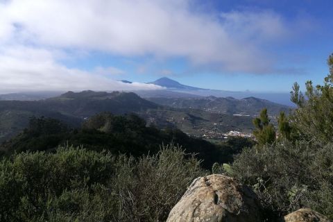 Santa Cruz de Tenerife: 2-Hour Hiking Tour in Anaga Forest