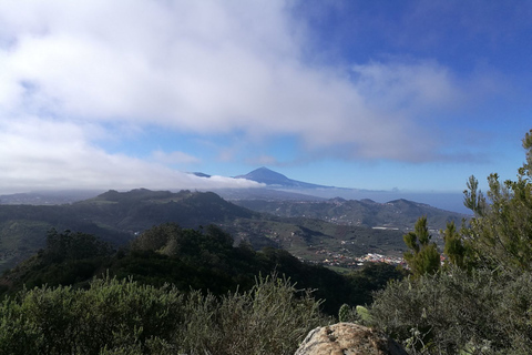 Santa Cruz de Tenerife : balade de 2 h dans la forêt d'Anaga