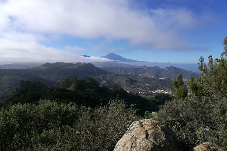 Santa Cruz de Tenerife : balade de 2 h dans la forêt d'Anaga