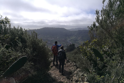 Santa Cruz de Tenerife: 2-Hour Hiking Tour in Anaga Forest