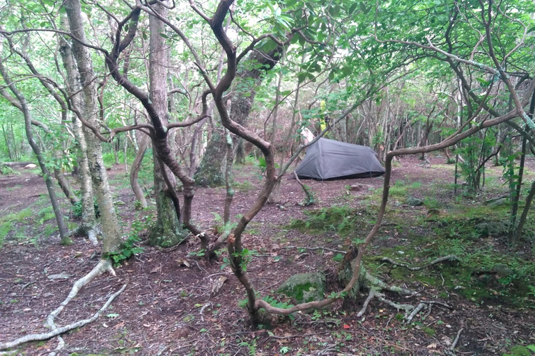 Santa Cruz de Tenerife : balade de 2 h dans la forêt d'Anaga