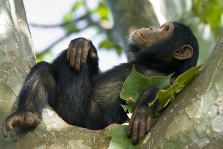 Från Kigali: 2-dagars Nyungwe National Park med Chimps Tour