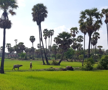 Siem Reap: 6-Hour Easy Rider Motorbike Tour