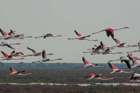 From El Rocío: Doñana National Park 4x4 Tour with Guide