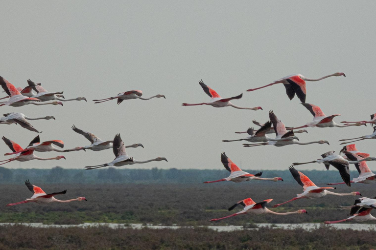 From El Rocío: Doñana National Park 4x4 Tour with Guide