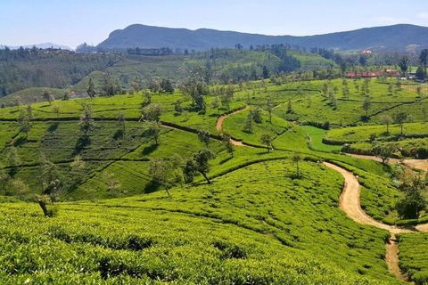Kandy to Nanu Oya Drop: Tea Tour with Ella Train Tickets Kandy to Nanu Oya Drop: with Ella Train Tickets by Car