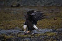 Ketchikan, Tote Pole, Wildlife & City Trolley Tour - Housity