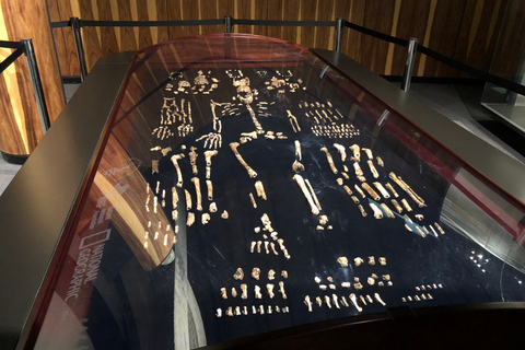 From Johannesburg: Cradle of Humankind and Lion Safari