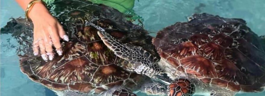 Zanzibar : baignade avec les tortues à la grotte de Salaam à Kizimkazi