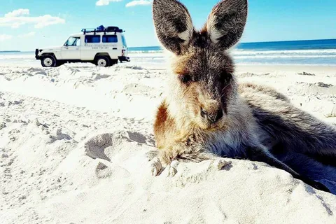 Von Brisbane aus: Bribie Island Tagestour