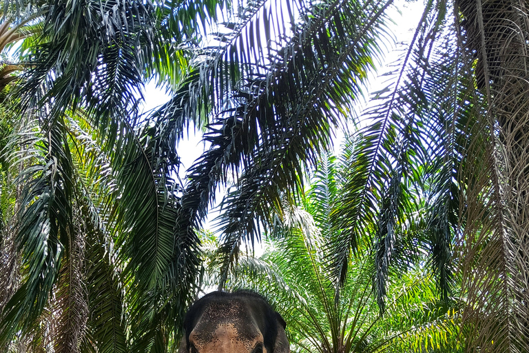 Khao Sok - Culture & Nature, Day Trip Khao Sok - Culture & Nature, Day Trip