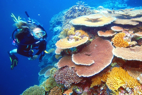 Ab Cairns: Great Barrier Reef Tour mit Marine World PontoonKreuzfahrt mit Marine Marine World Pontoon & Schnorchelsafari