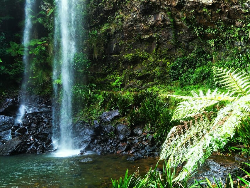 Gold Coast Kangaroos, Rainforest & Waterfall Swimming GetYourGuide