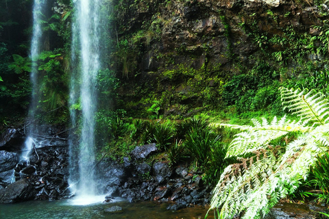 Gold Coast: Esperienza con canguri, foresta pluviale e cascateTour per piccoli gruppi