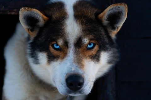 Desde Tromsø: Aventura en trineo tirado por perros en TamokdalenAventura en trineo tirado por perros en Tamokdalen: Salida a mediodía