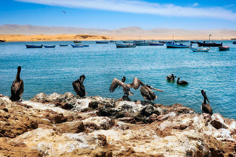 Paracas Adventure: Islas Ballestas, Buggies & Desierto