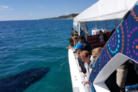 Hervey Bay: Ultimatives Whale-Watching-Erlebnis