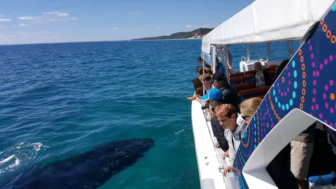 hervey bay ultimative walbeobachtung